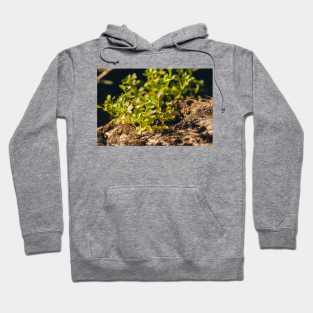 Tree Flowers Hoodie